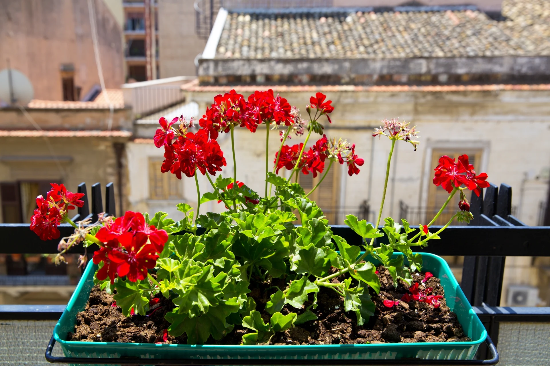 Vergessen Sie nicht, Ihre Balkonpflanzen für den Winter abzudecken. Sonst werden sie nicht überleben.