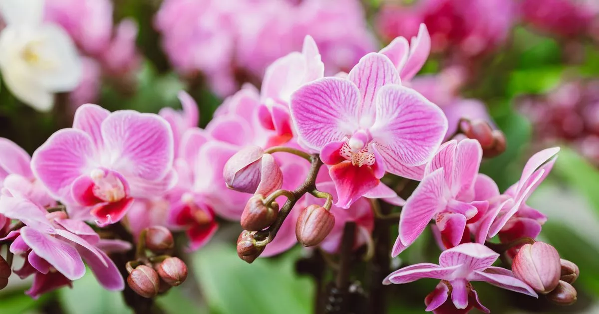 Gießen Sie die Orchidee, und sie wird wie verrückt wachsen. Eine Zutat reicht aus