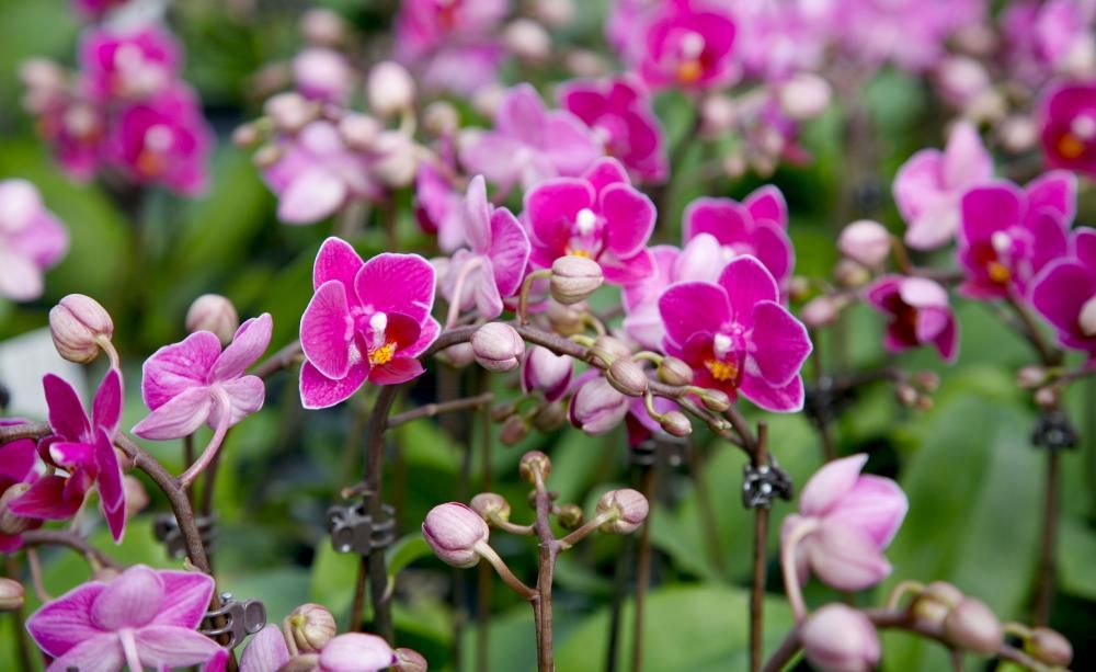 Wie beschneidet man eine Orchidee, nachdem sie geblüht hat? Nach ein paar Tagen treiben neue Triebe aus.