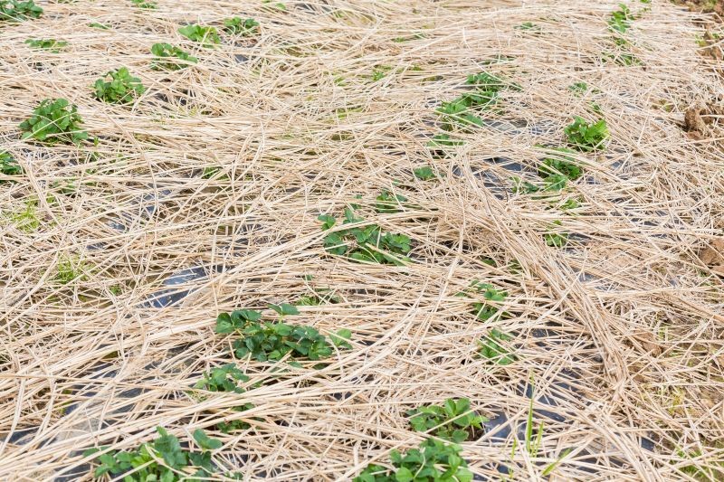 Die 6 besten Materialien zum Mulchen im Herbst. Kostenlos und für alle verfügbar.