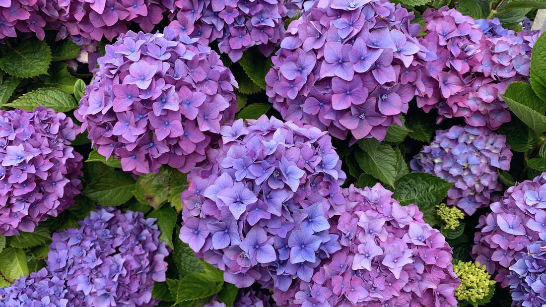 Sie haben nur bis Mitte November Zeit. Sonst verlieren Sie Ihre Hortensien.