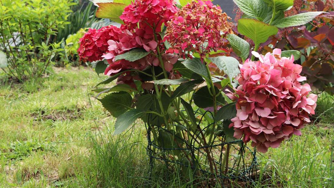 Machen Sie das mit Hortensien im November. Im Frühling werden sie dann wie nie zuvor blühen.