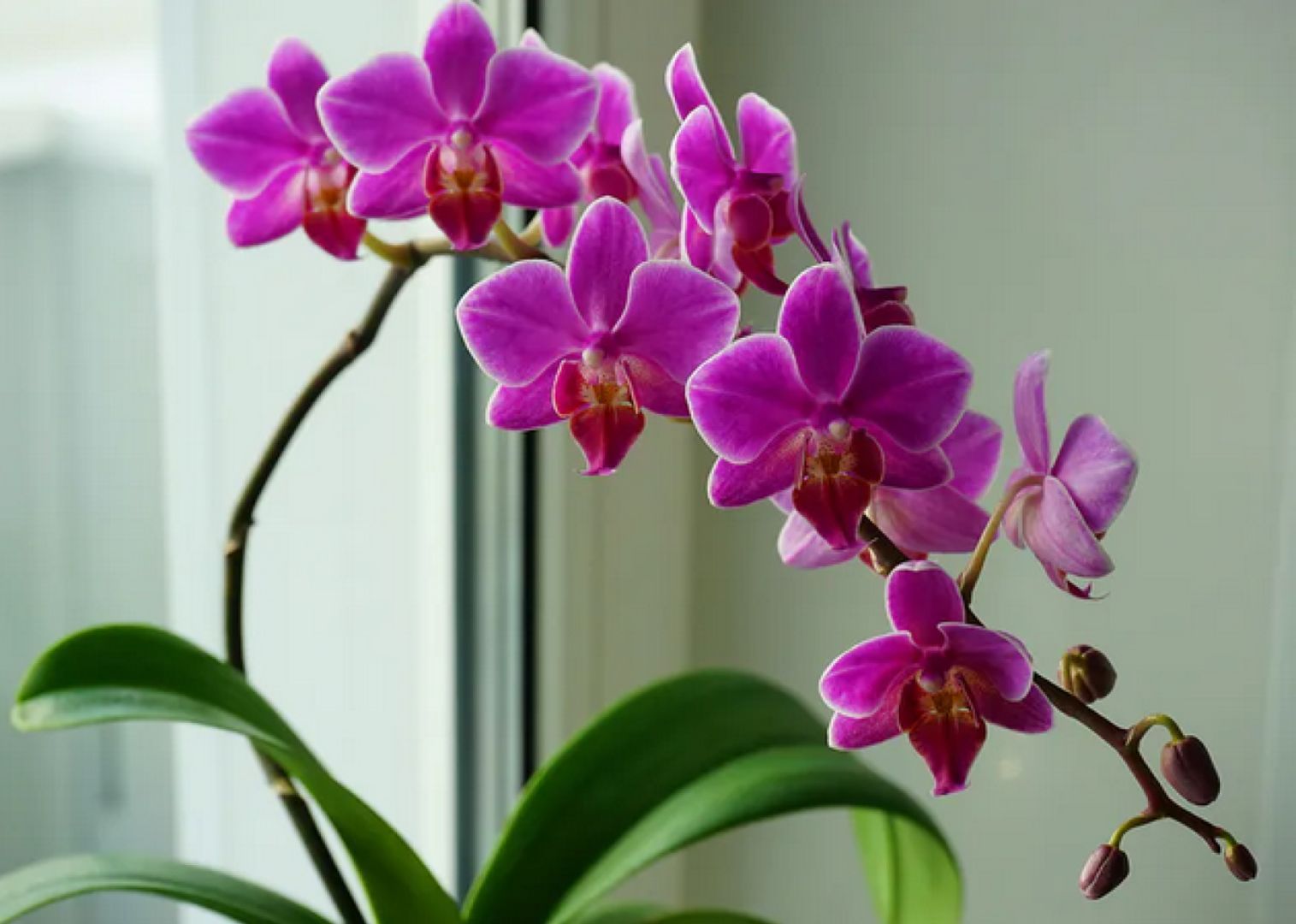 Gießen Sie die Orchidee, und sie wird wie verrückt wachsen. Eine Zutat reicht aus