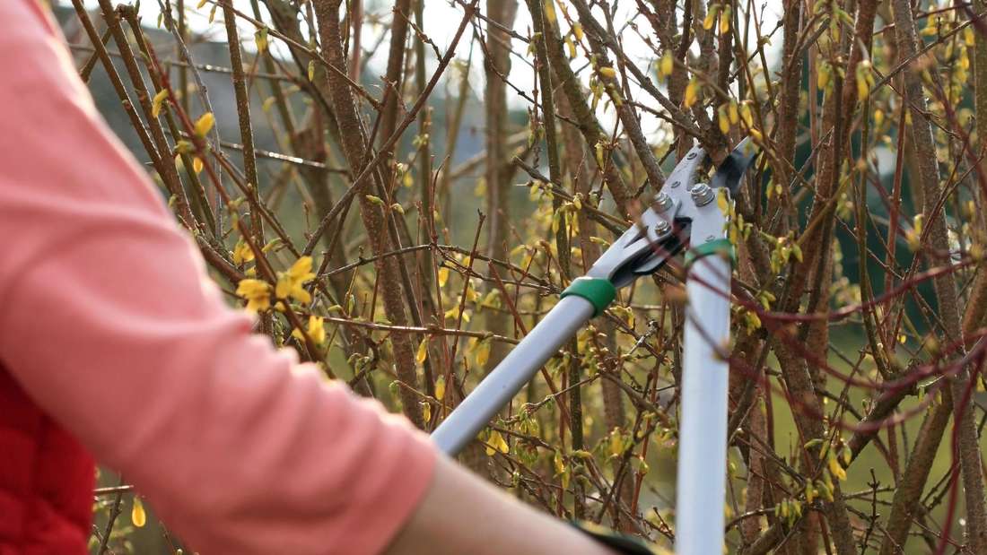 Gartenarbeit im November: Fünf Pflanzen, die ohne Schnitt oft den Winter nicht überleben