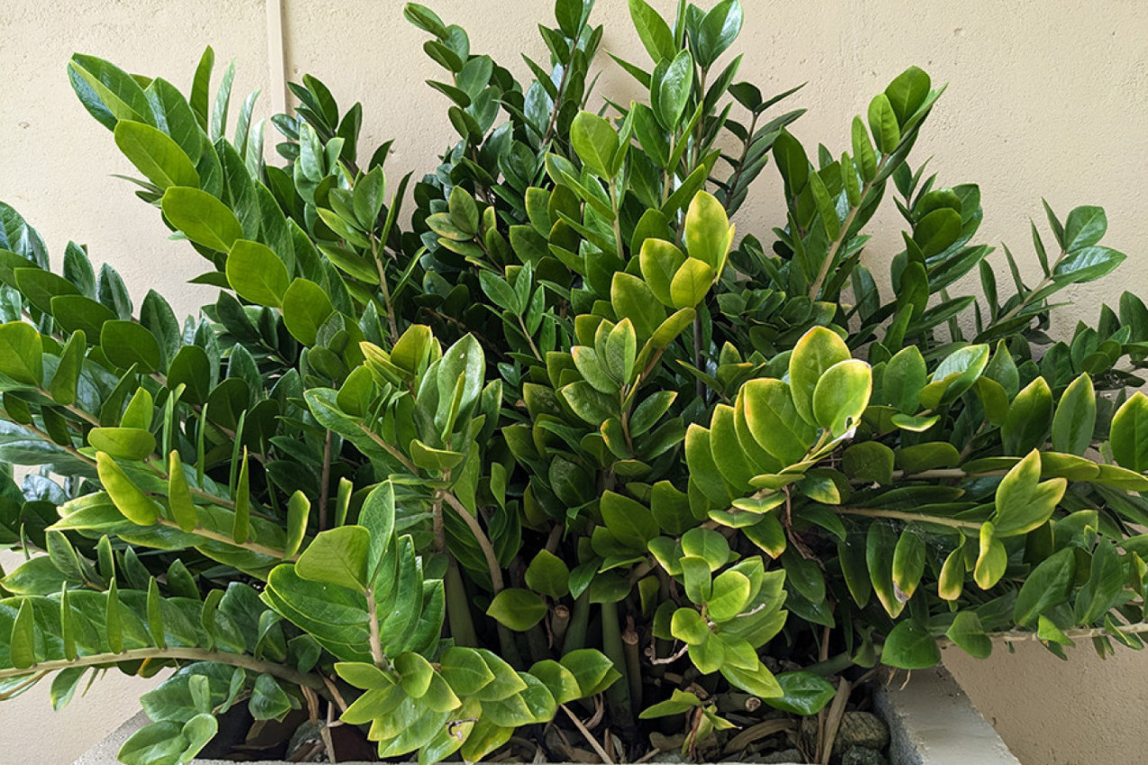Einen Teil davon in Zimt schwenken und den Rest in den Topf geben. Die Zamioculcas werden es Ihnen mit neuen Blättern danken.