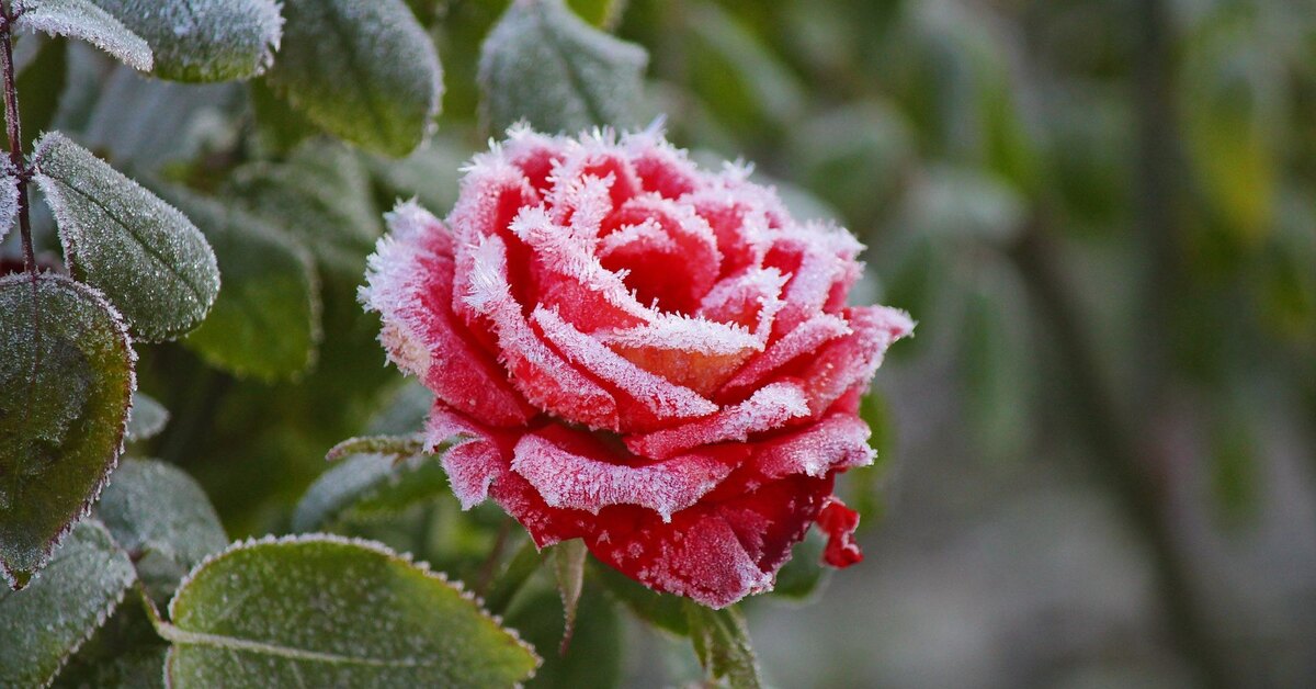 Wie man Rosen richtig schneidet, damit sie den Winter überstehen: Ein Experte gibt wichtige Tipps