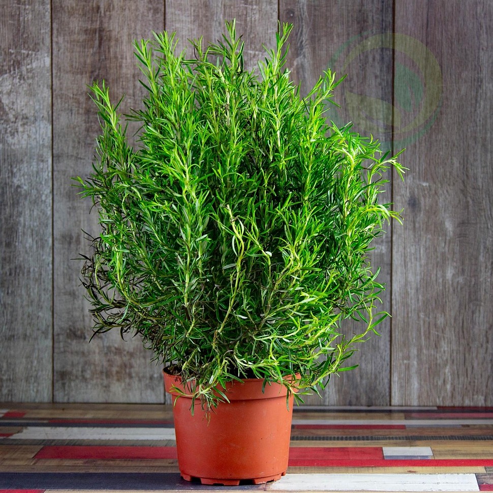 Wo sollte man Rosmarin pflanzen, um laut Feng Shui Wohlstand in sein Zuhause zu bringen?