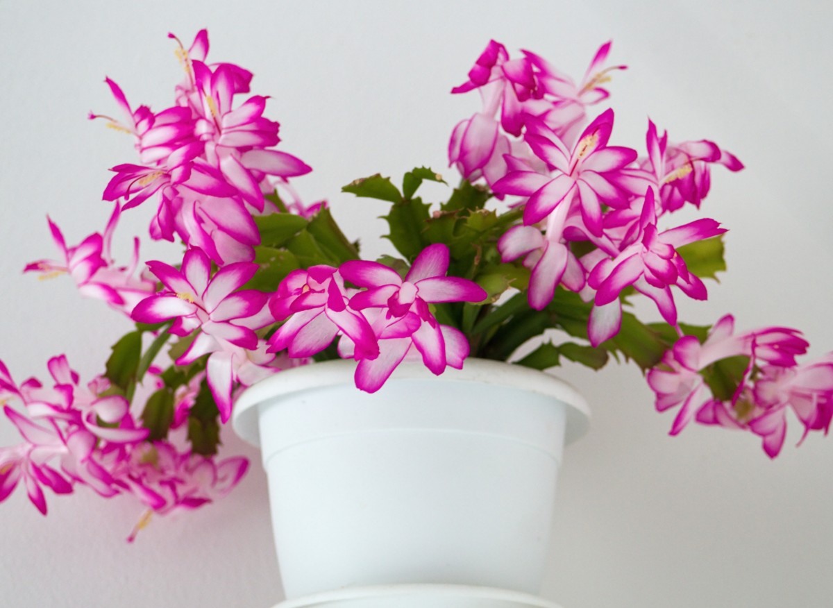 Der Weihnachtskaktus wird üppig blühen. Ein befreundeter Florist hat mir ein Rezept für einen hervorragenden Dünger gegeben.