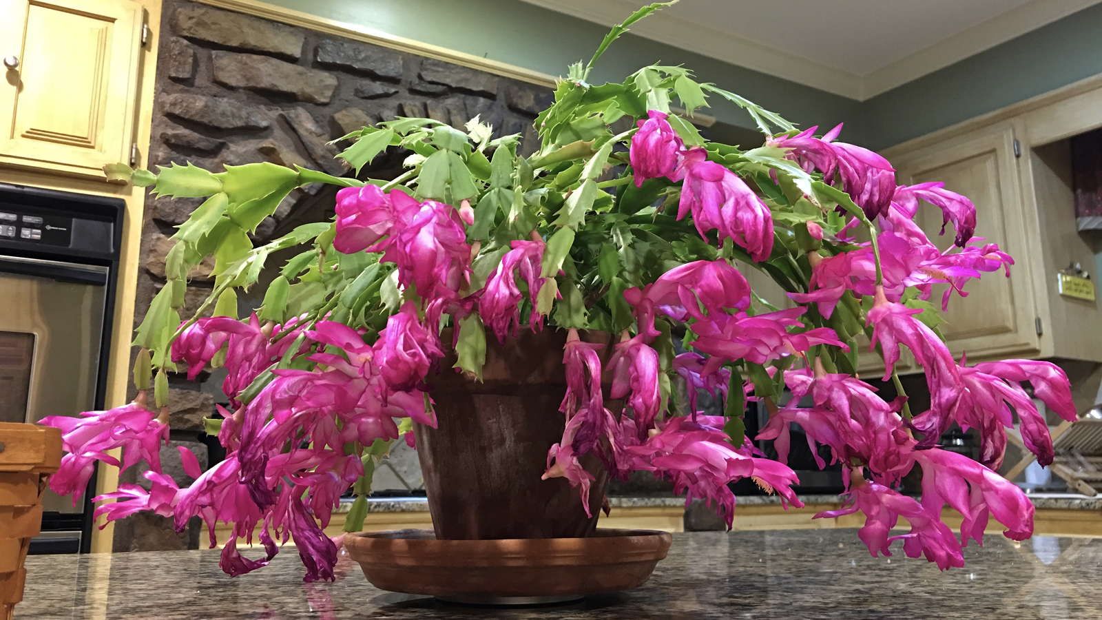 Der Weihnachtskaktus wird üppig blühen. Ein befreundeter Florist hat mir ein Rezept für einen hervorragenden Dünger gegeben.