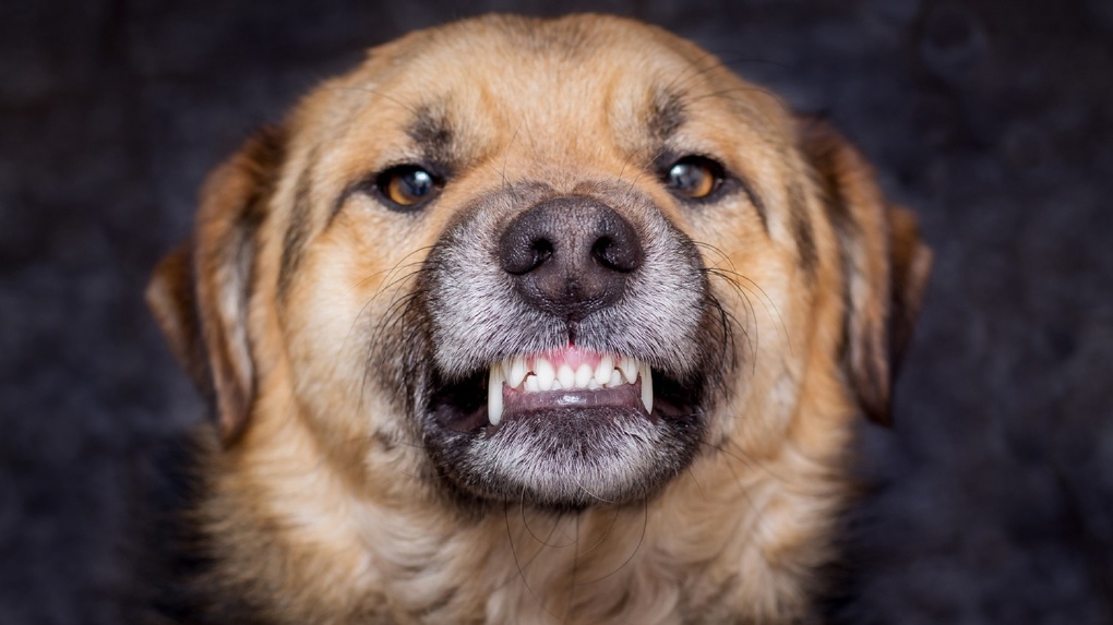 Mehr als nur eine Warnung: Warum Ihr Hund knurrt und wie Sie laut Experten Konflikte vermeiden können