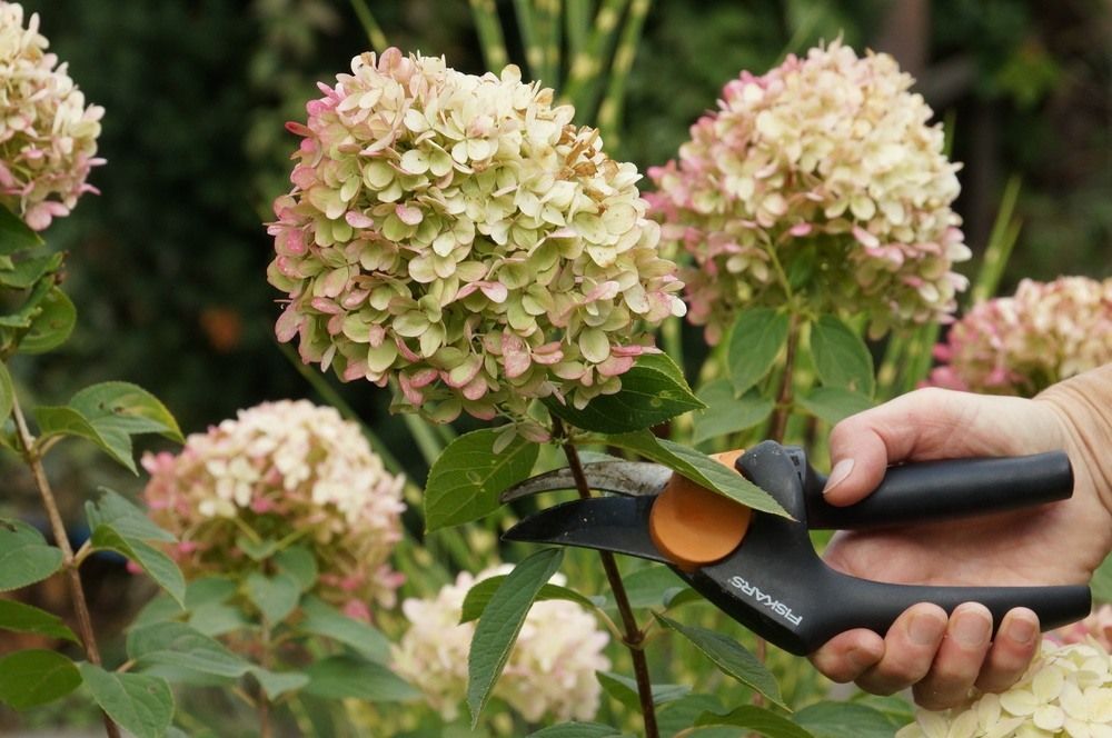 Machen Sie das mit Hortensien im November. Im Frühling werden sie dann wie nie zuvor blühen.