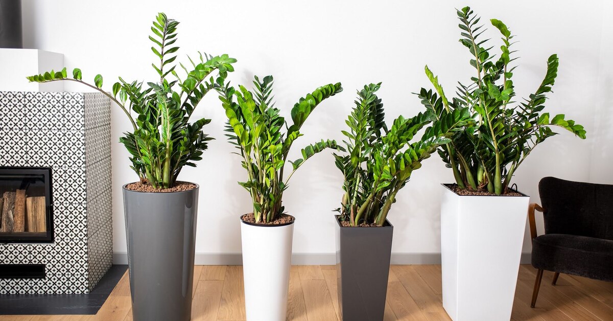 Einen Teil davon in Zimt schwenken und den Rest in den Topf geben. Die Zamioculcas werden es Ihnen mit neuen Blättern danken.