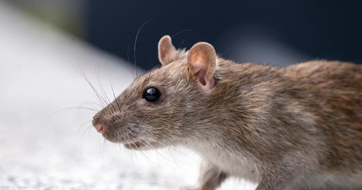 Der Garten verwandelt sich in ein Schlachtfeld: Die Ratten greifen an, und hier sind einige Tipps, wie Sie Ihren Garten retten können