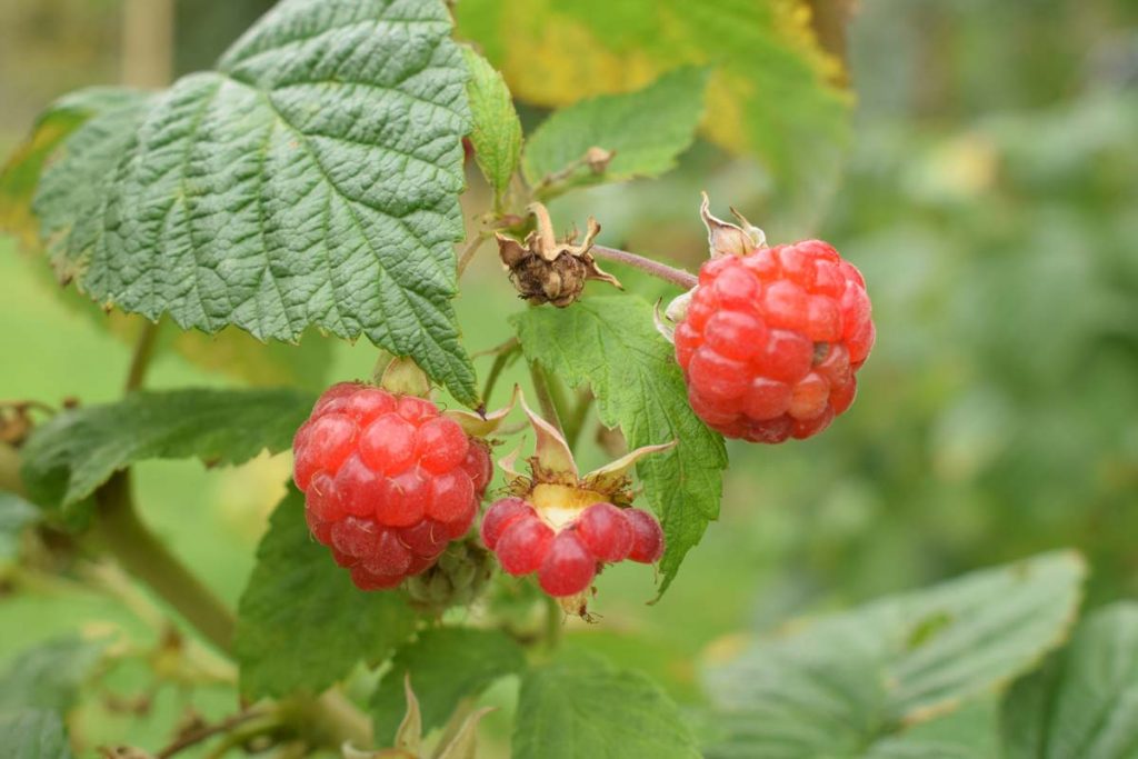 Im Herbst tanken Himbeeren Kraft für die nächste Saison. Bereiten Sie eine spezielle Mischung zu und streuen Sie sie um die Sträucher herum – dann gibt es viele Beeren.