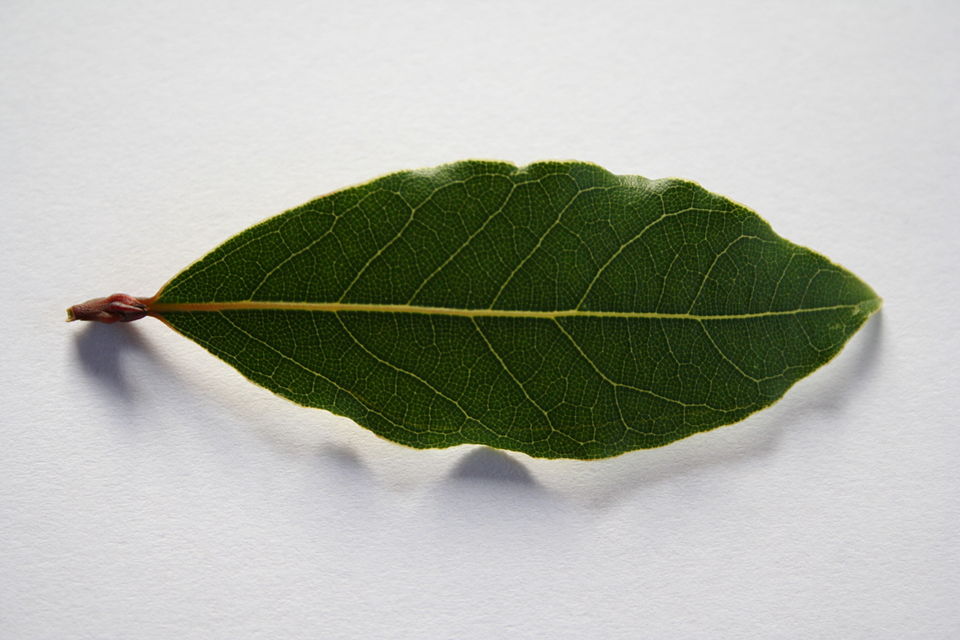 Lorbeerblätter zu Hause kochen: Welche Vorteile haben sie und warum werden sie empfohlen?