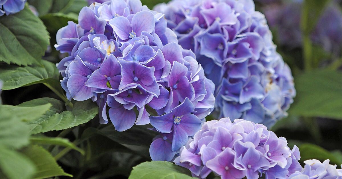 Sie haben nur bis Mitte November Zeit. Sonst verlieren Sie Ihre Hortensien.