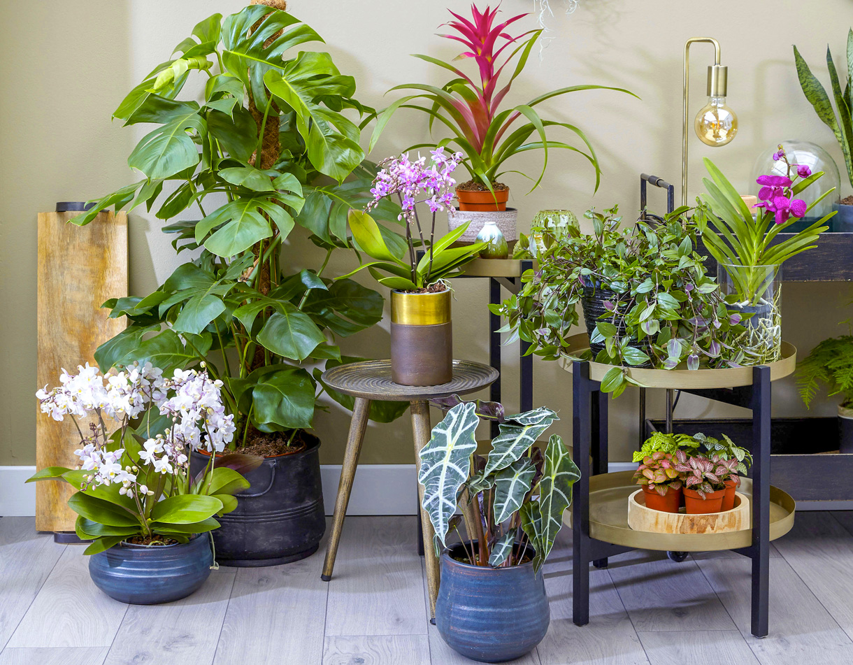 Auf Wiedersehen, Blumentöpfe: Ein neuer Trend, der Platz spart und die Luft reinigt