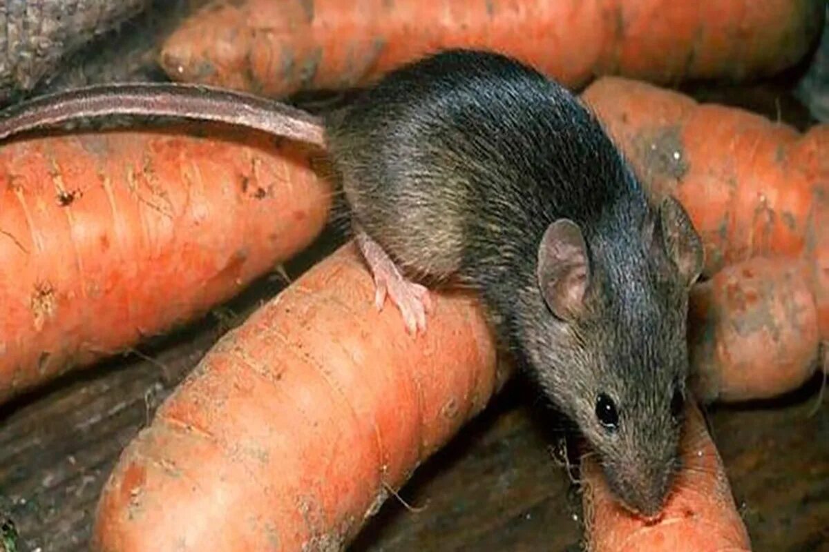 Die Mäuse kommen nicht zurück: Zwei Tropfen dieses natürlichen Mittels vertreiben eine ganze Armee von Nagetieren