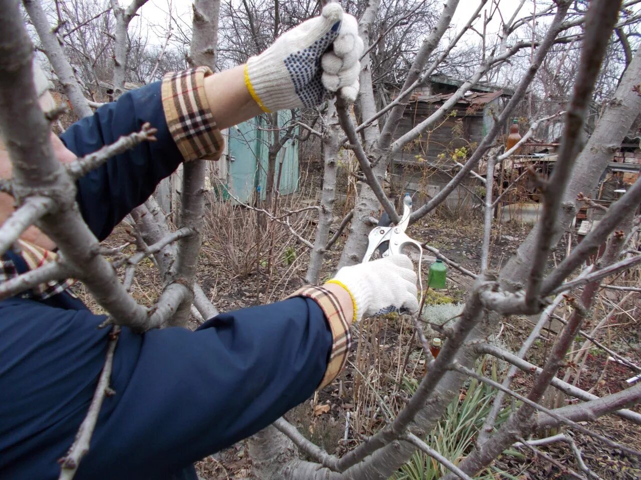 Letzte Chance vor dem Frost: Diese Bäume und Sträucher sollten noch im November geschnitten werden