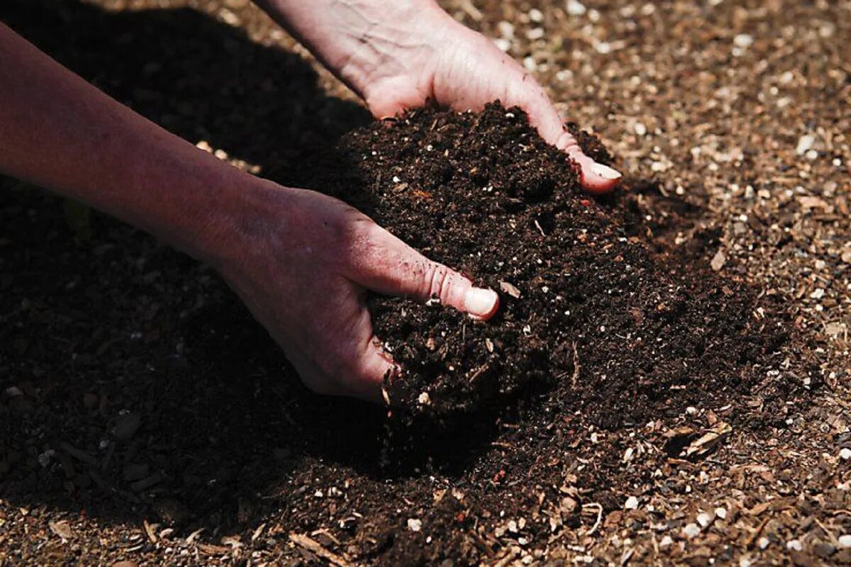 Der letzte Aufruf vor dem Winter. Was muss im November im Garten getan werden?