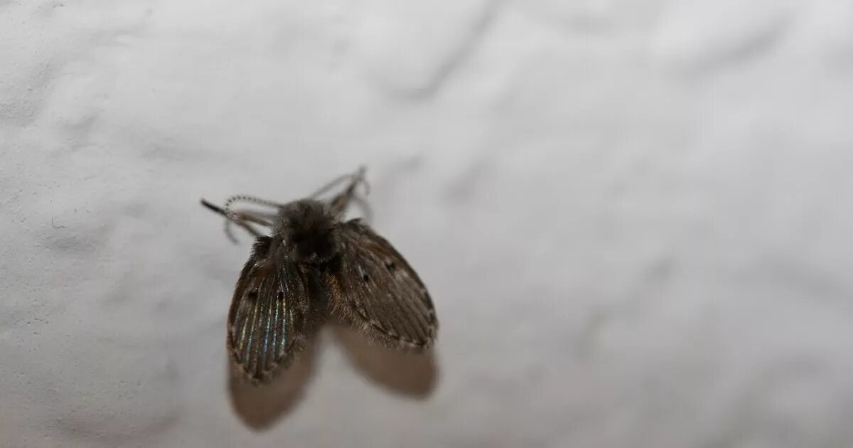 Kleine runde Fliegen sammeln sich in Badezimmern und Küchen. Das bedeutet ein Problem.