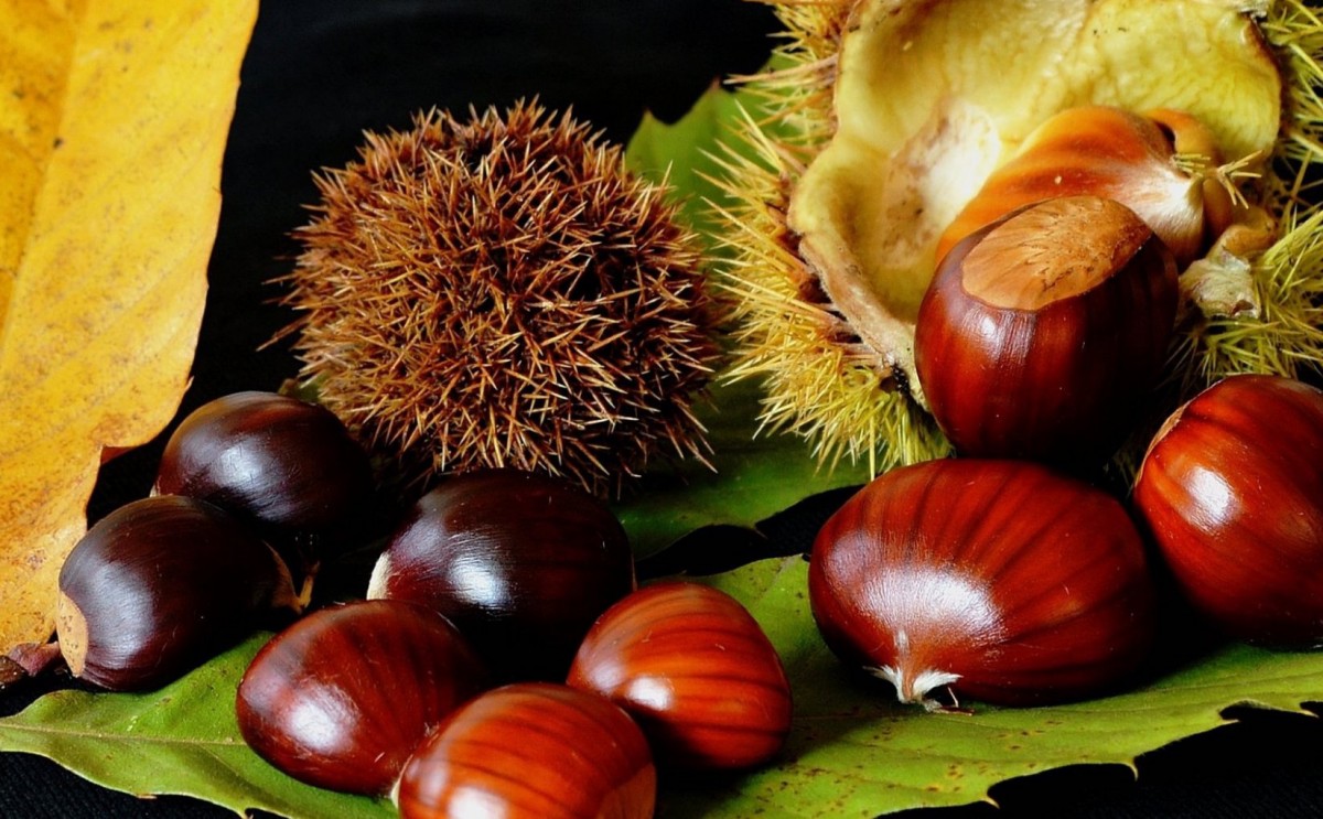Clevere Hausfrauen empfehlen, Kastanien im Schrank aufzubewahren – warum das notwendig ist