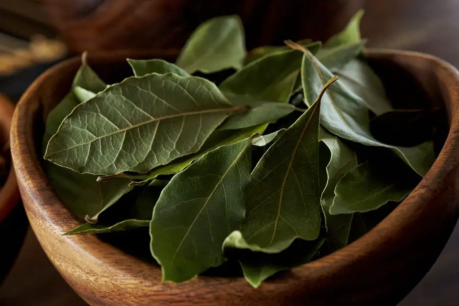 Lorbeerblätter zu Hause kochen: Welche Vorteile haben sie und warum werden sie empfohlen?