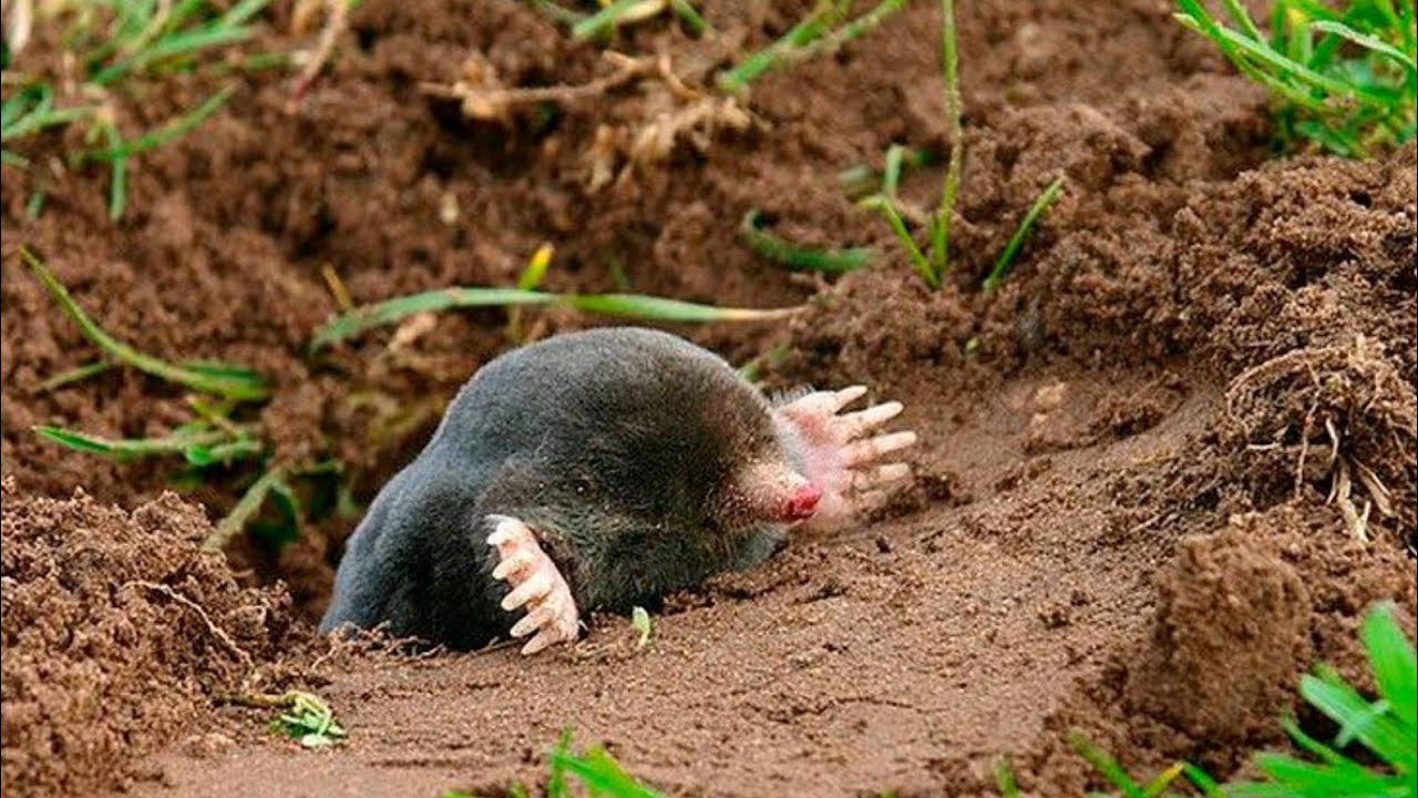 Schlagen Sie es in den Boden. Und für einige Monate werden Sie die Maulwürfe vergessen.
