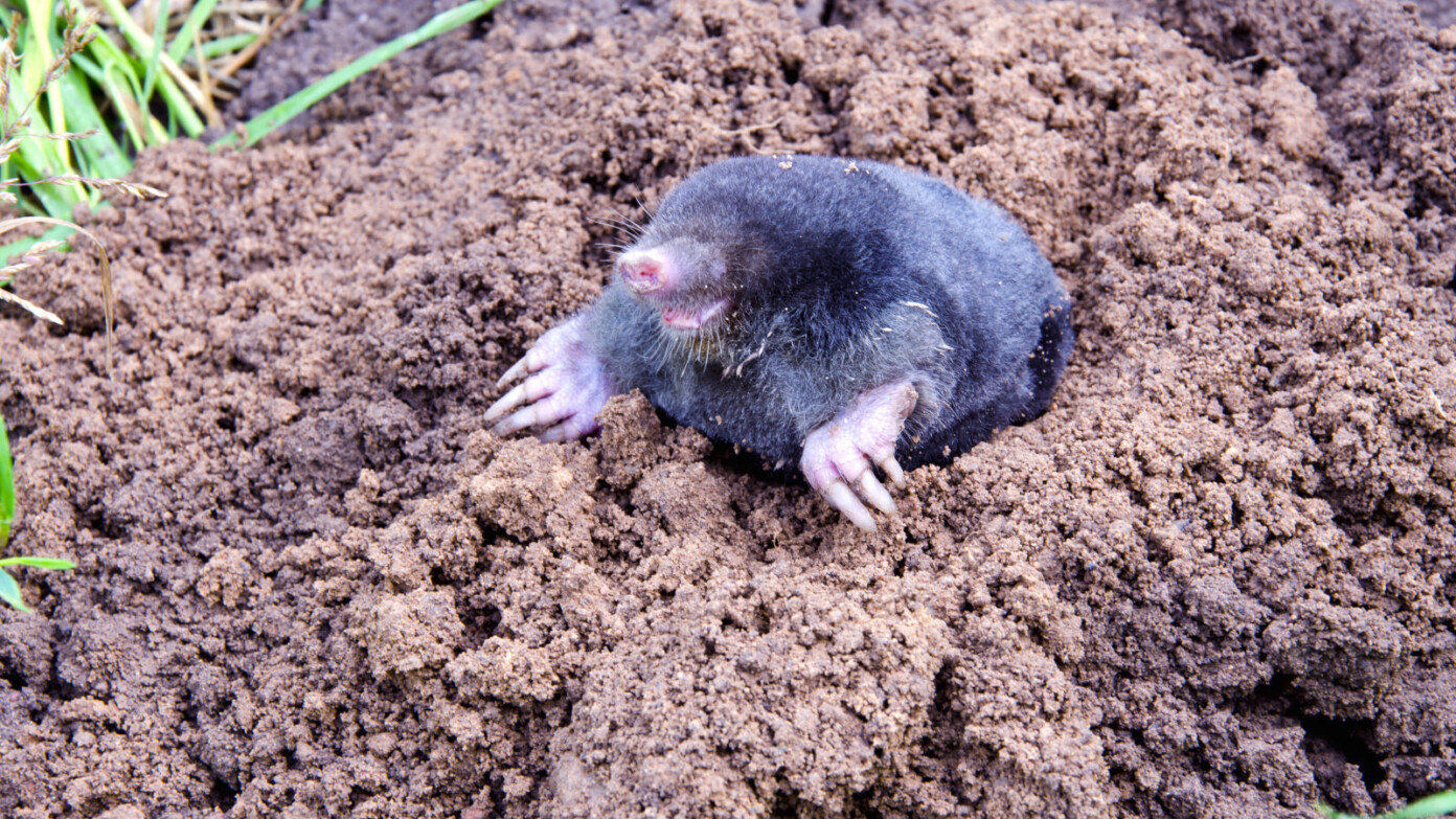 Schlagen Sie es in den Boden. Und für einige Monate werden Sie die Maulwürfe vergessen.