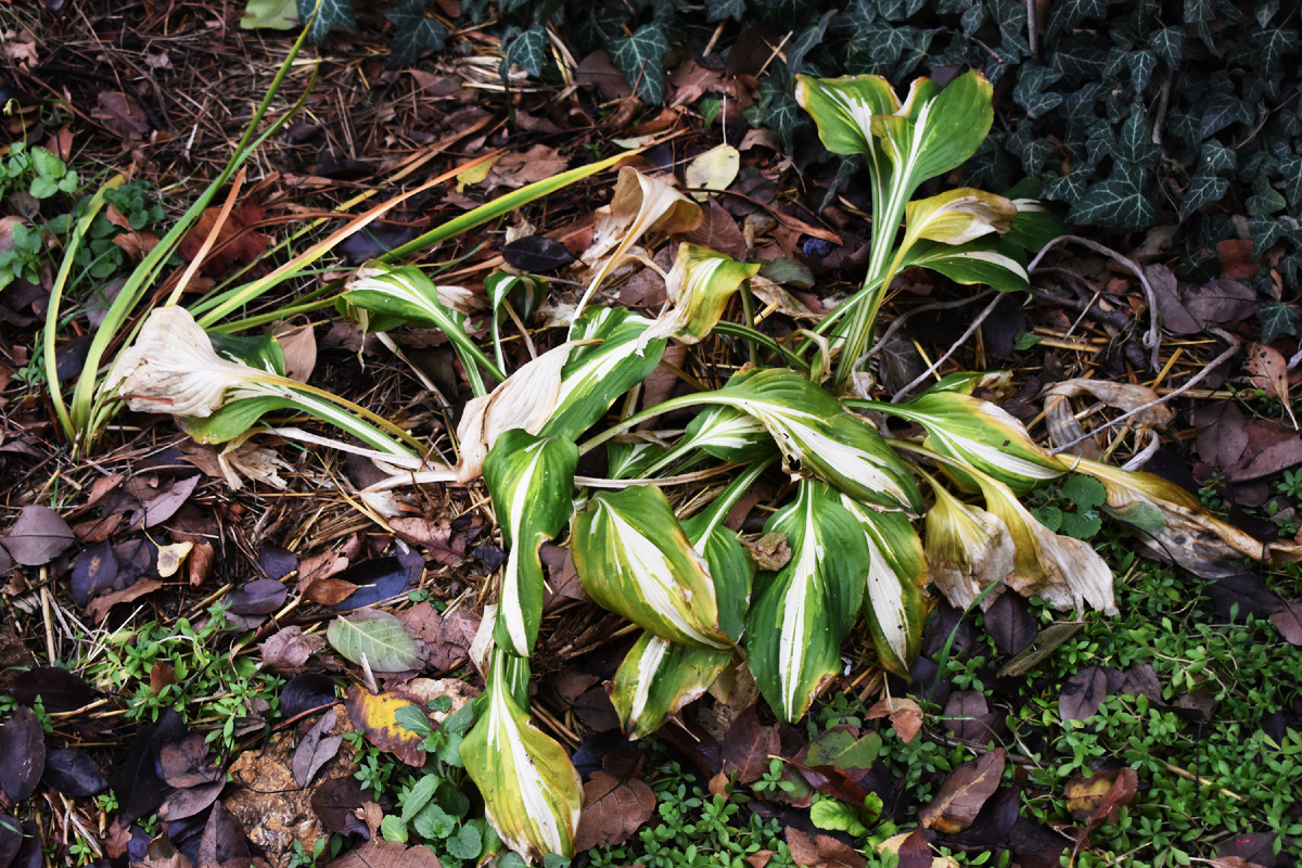 Wer das nicht tut, wird es bereuen. Eine Herbstbehandlung schützt Ihre Gäste vor dem Winter