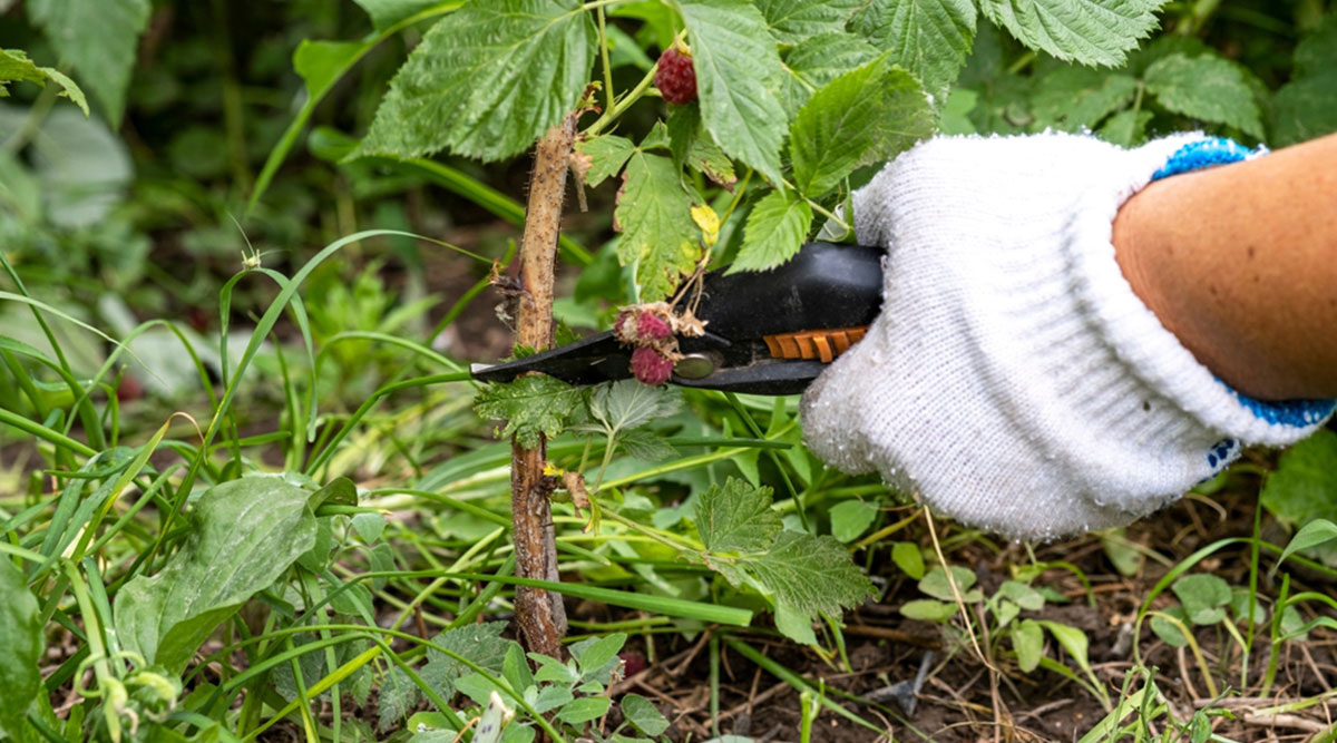 Im Herbst tanken Himbeeren Kraft für die nächste Saison. Bereiten Sie eine spezielle Mischung zu und streuen Sie sie um die Sträucher herum – dann gibt es viele Beeren.