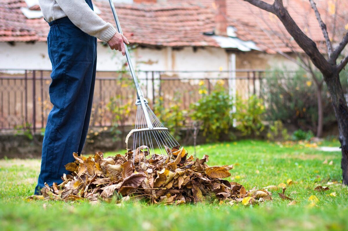 Wiederholen Sie diesen Fehler nicht im Oktober. Das Gras bleibt den ganzen Winter über dicht und gesund