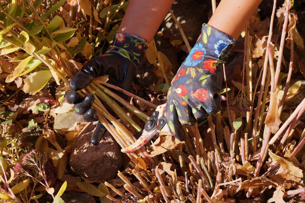 Ende der Herbstsaison im Garten: eine vollständige Liste dessen, was bis zum 15. November beschnitten werden muss