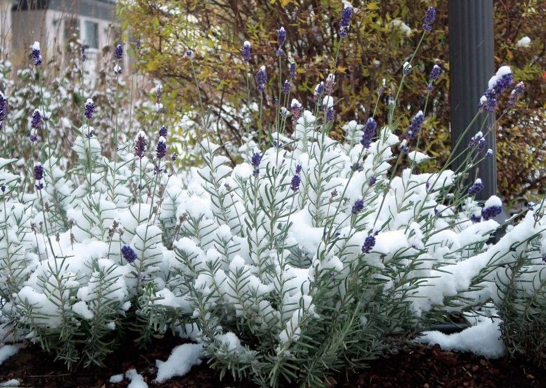 Das ist die beste Methode, um Lavendel überwintern zu lassen. So wird er vor Frost geschützt und außerdem gestärkt.